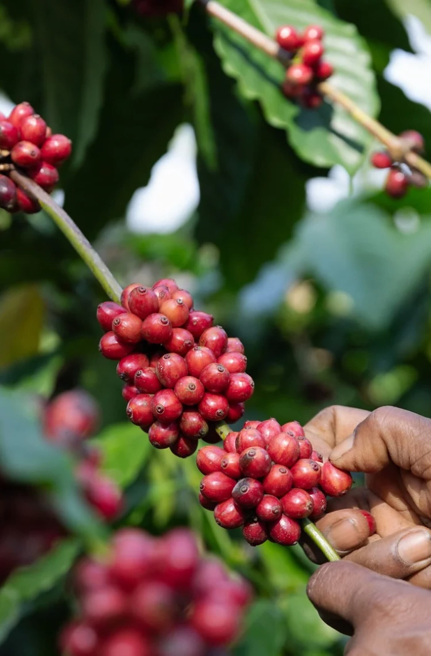 Badra's Bettadakhan Estate, Coffee cherry