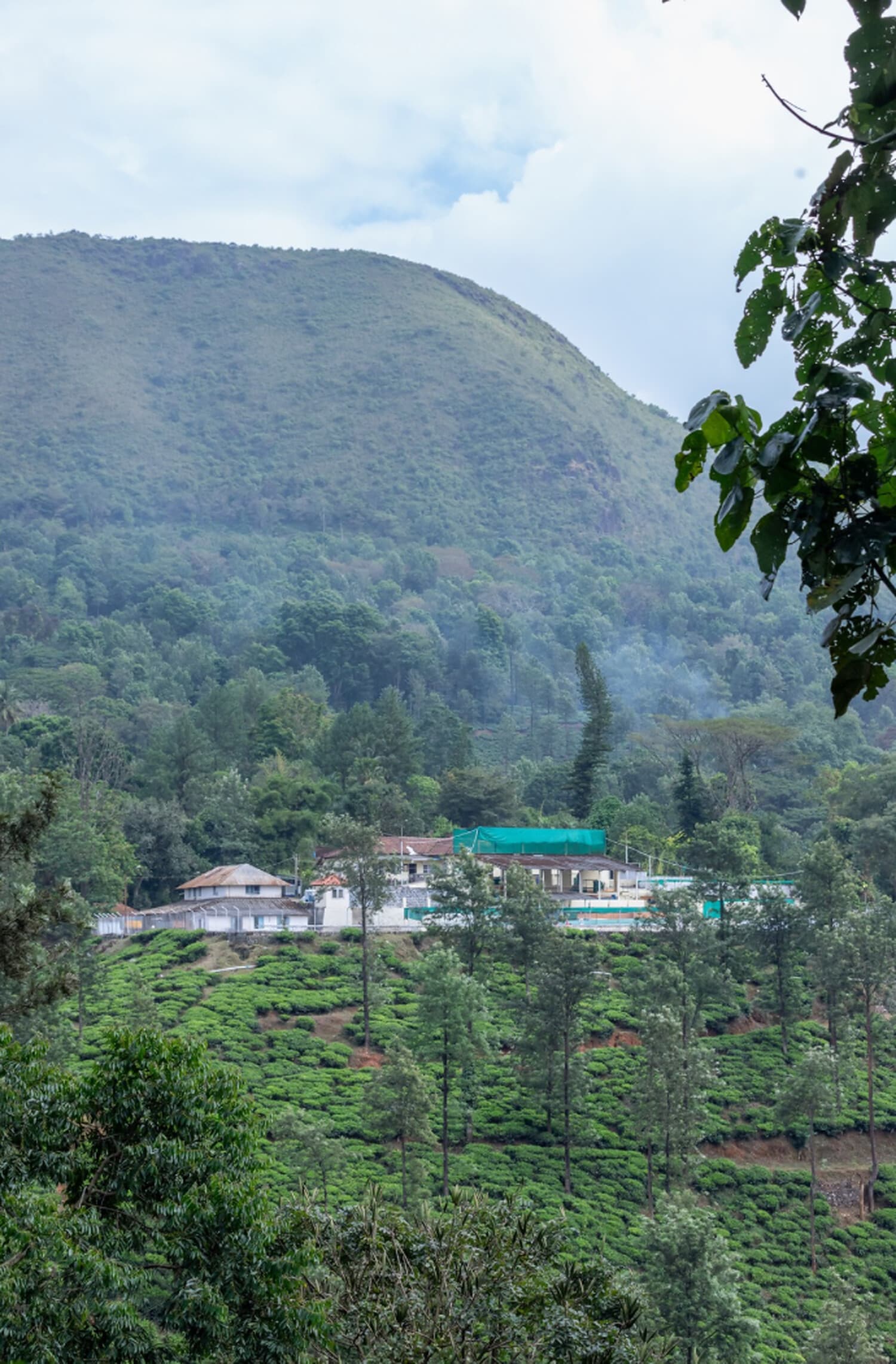Badra's Bettadakhan Estate, The estate